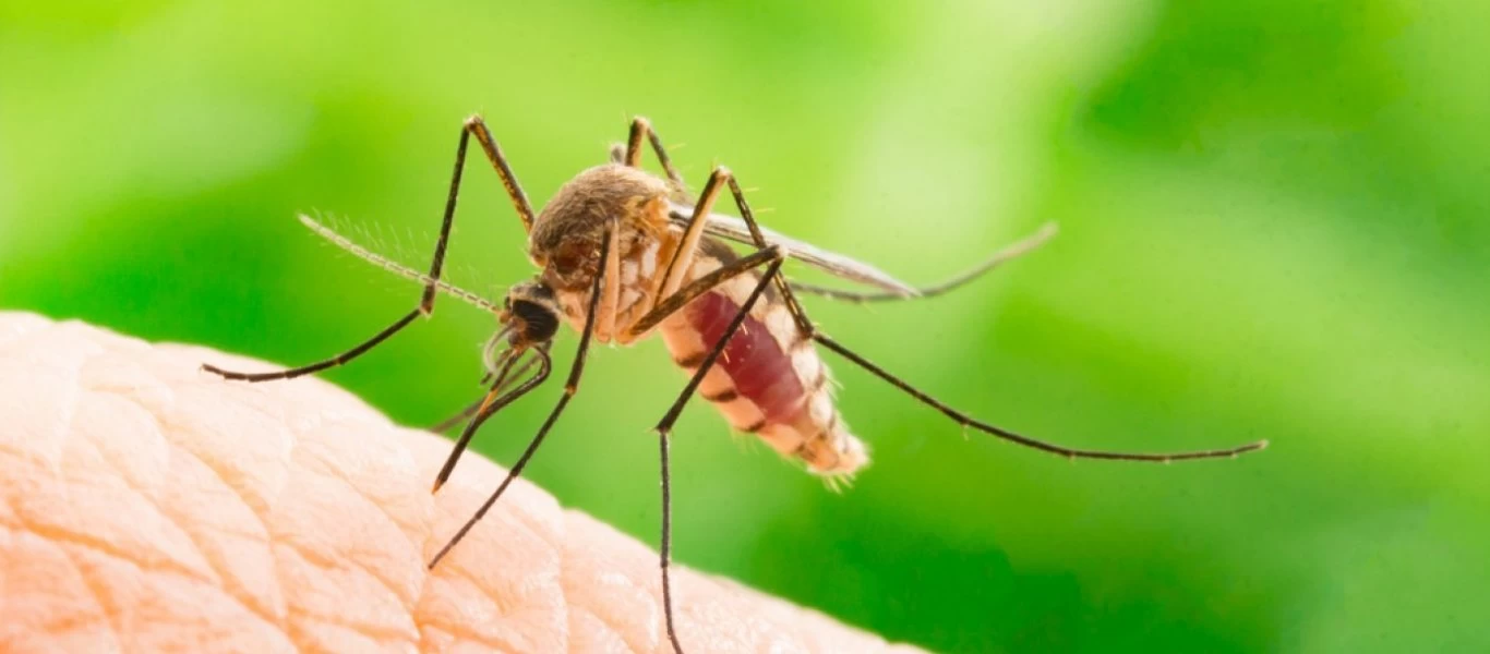 Με αυτό το κόλπο θα διώξετε μακριά τα κουνούπια (βίντεο)